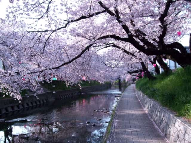 桜 祭り 川 五条 春デス！五条川の桜祭りですよ〜！屋台の時間や期間は？2020年の予定は！
